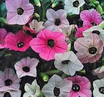 Nicotiana mutabilis 'Marshmallow' - Flowering Tobacco